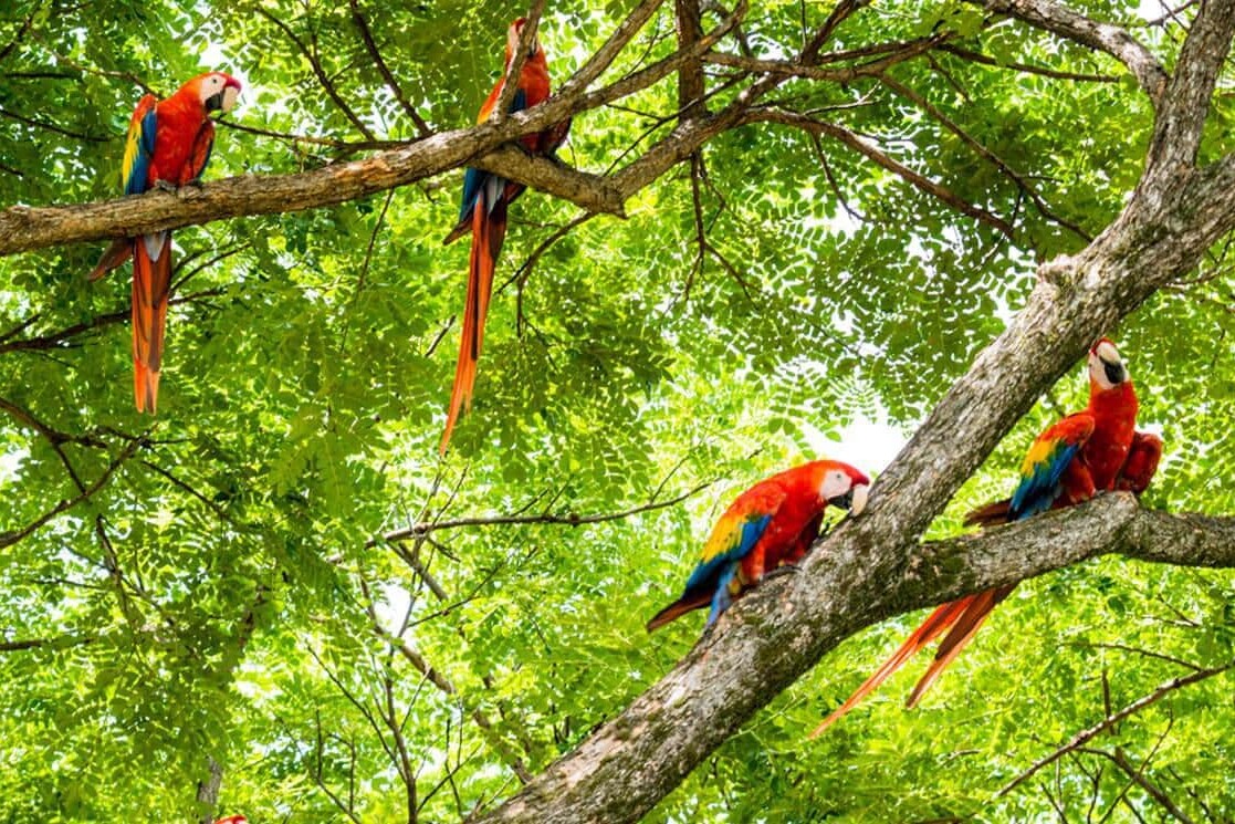 costa rica volunteer students