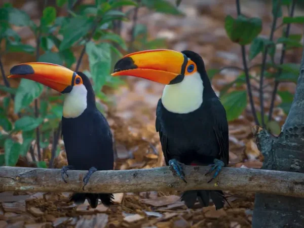 Costa Rica: Spanish Immersion