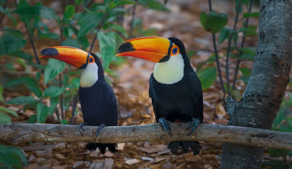 Two toco toucans with vivid orange beaks perched on a branch in a Costa Rican rainforest