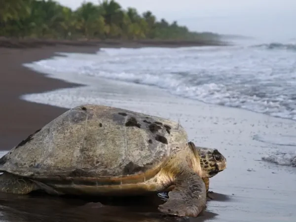 Costa Rica: Adventure & Volunteering Tour