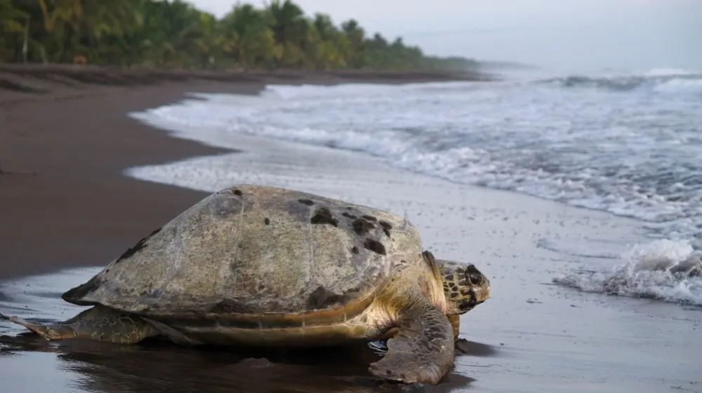 A sea turtle makes its way along a dark sand beach on the Costa Rican Caribbean coast, a highlight of the volunteering tour