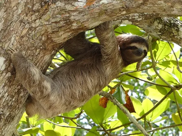 Costa Rica: STEM – Biology & Ecology Tour