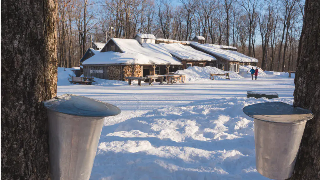Traditional maple sap collection buckets hang from the trees outside a Quebec sugar shack in winter, where the annual sugaring-off season is a beloved cultural tradition