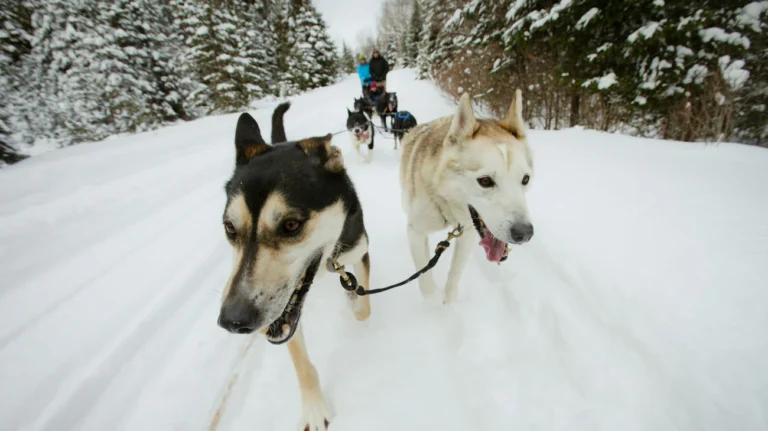 dog sledding Quebec student trip winter